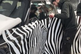 It’s all things Zebra for Tribe Accounting - Mini Zebra Livery